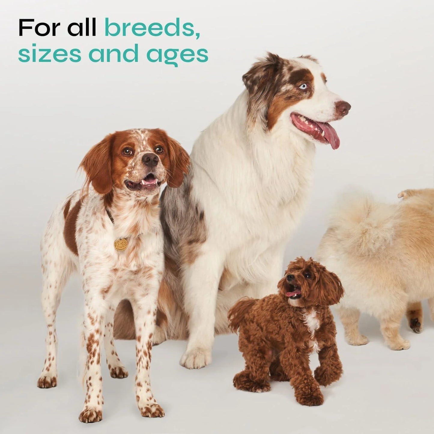 Hemp-Infused Calming Chews for Dog Anxiety Relief